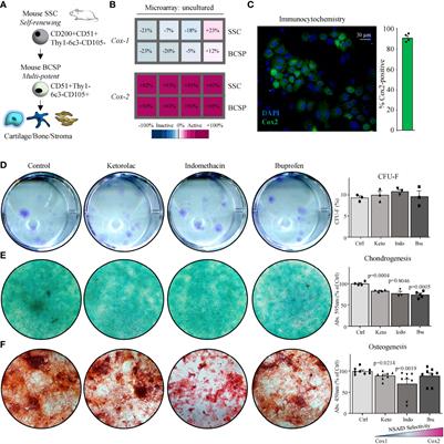 Cross-species comparisons reveal resistance of human skeletal stem cells to inhibition by non-steroidal anti-inflammatory drugs